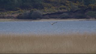 White Tailed Eagle  Poole Harbour  Sony A7s iii  200600mm  2x Teleconverter  4K 120 [upl. by Fleisig]