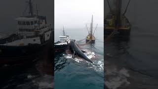 Giant Whale Captured by Fishing VesselWhaling OperationMarine EcologyWhale in Fishing Net [upl. by Neema]