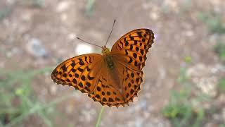 Le papillon Tabac dEspagne ou lEmpereur Argynnis paphia [upl. by Nyladnarb]