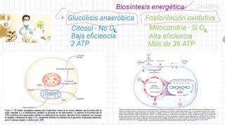 Glucólisis anaeróbica Vs fosforilación oxidativa [upl. by Nalehp]