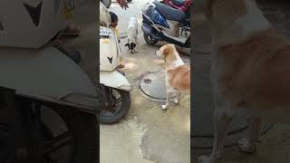 animalfundub dog doglover telugu pets comedyvideos ytfunny funnyshorts asalainahasyam [upl. by Tankoos]