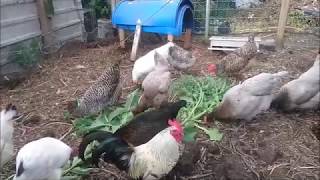 My Chickens eating comfrey amp borage [upl. by Maritsa396]