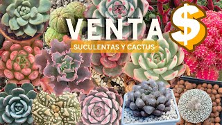 VENTA enero SUCULENTAS Y CACTUS  vivero suculento [upl. by Deck678]