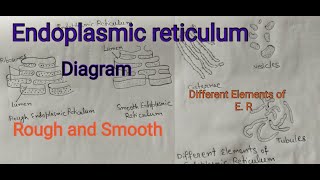 Endoplasmic reticulum  Rough and Smooth Endoplasmic reticulum  easy diagram [upl. by Aneeh]