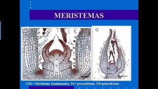 B0111 UCR Meristemas y Tejidos [upl. by Yalahs]