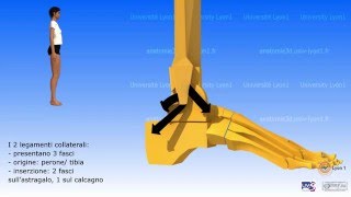Artrologia della caviglia [upl. by Tnairb]