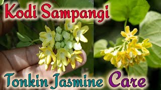 Kodi Sampangi  Tonkin Jasmine Flowering vine Care Scented flower plant [upl. by Saint]