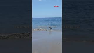 Fishing Seychelles beach [upl. by Halimeda529]