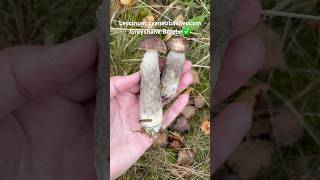 leccinum leccinumcyaneobasileum greyshankbolete bolete edulis bolet wildlife foraginguk [upl. by Annoed614]