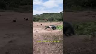 Goat sneaks up on wild boar Fantastic Beasts Are Here Animal World Highlights of Animal World [upl. by Luapnoj]