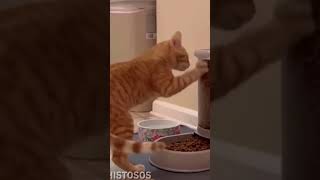 Funny Cat Videos compilation 2024 5 😂  Videos de risa de Gatos 2024 😂 gatoschistosos funnycats [upl. by Ayom920]