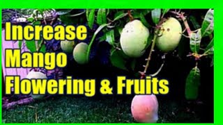 How To Increase Mango Production  Force Mango Tree To Flower [upl. by Anilocin592]