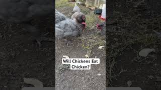 Will chickens eat chicken [upl. by Basile]