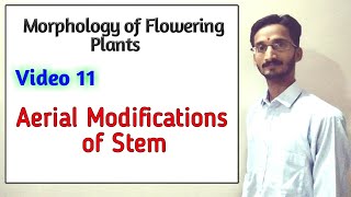 AERIAL MODIFICATIONS OF STEM  Full topic  Morphology of Flowering Plants  Hindi and English [upl. by Orren]