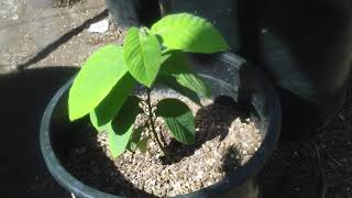 CHERIMOYA GROWN FROM SEEDOCT 2019 SO CAL GARDEN [upl. by Serafina]