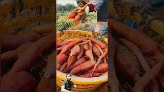 agriculture automobile food sweet potato harvest [upl. by Liborio]