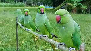 Parrot Group Sounds [upl. by Luwana]