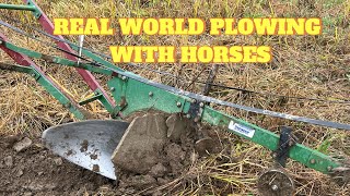 What plowing with three horses looks like in the real world [upl. by Anastos31]