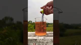 Gas Lighter vs Petrol ⛽️  Experiment  shorts experiment outofmindexperiment [upl. by Trainor]