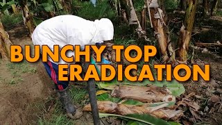 HOW TO ERADICATEREMOVE BANANA BUNCHY TOP [upl. by Vilma410]