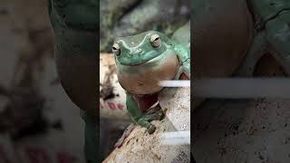 Australian Whites Tree Frog aka Dumpy calling Is it what you thought it would sound like [upl. by Reiss516]