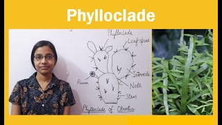 Phylloclade  Examples of Phylloclade [upl. by Zicarelli]