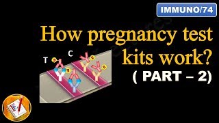 How pregnancy test kits work PART II FLImmuno74 [upl. by Petracca535]