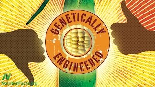 Are GMOs Safe The Case of BT Corn [upl. by Jr]