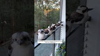 This family rescued a trapped kookaburra and then this happened animalshorts shortvideo [upl. by Germaine]