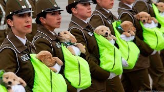 Puppies steal the show at military parade [upl. by Atiruam]