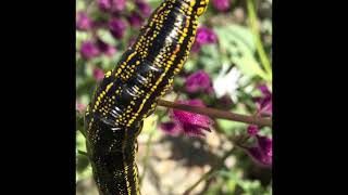 Oruga del desierto florido de Chile Caterpillar found in the Atacama desert of Northern Chile [upl. by Nosreh803]