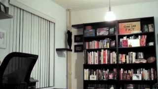 Cat Climbing Pole [upl. by Broek]