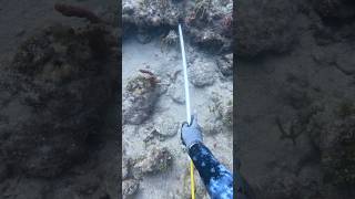 Nice easy large one in this sand hole🦞 Full video linked [upl. by Dib]