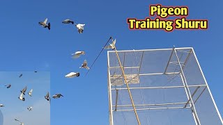 pigeon Training shuru  kabutar paka krny ka tarika  pigeon corner  hashim mahmood pigeon [upl. by Niboc]