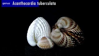 GklinShells  Cardiidae [upl. by Aiz]