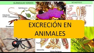 ¿DE QUÉ MANERAS LOS ANIMALES🦋🐍🐙 REALIZAN LA EXCRECIÓN ❓VERTEBRADOS E INVERTEBRADOS🐳🐄🦑NOVIEMBRE 2020 [upl. by Derrik]