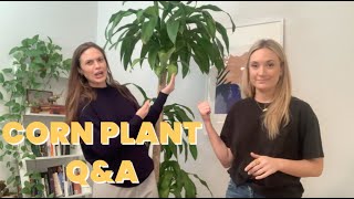 We Answer Your Corn Plant Questions  How to Care for a Dracaena Fragrans [upl. by Hairahs]