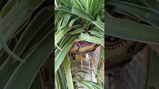 beautiful and bushy spider plant  gardening Sushmascreativeworld [upl. by Neerod]