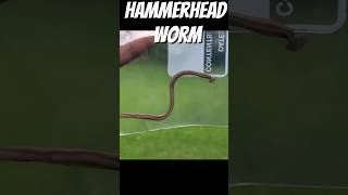 Hammerhead worm Earthworm predator🤮🤮🤮 [upl. by Gautious]