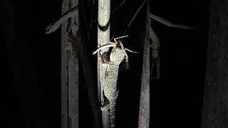 Tokay gecko eats a stick insect [upl. by Curley]