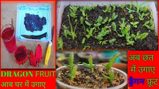 dragon fruit plant  ड्रैगन फ्रूट से पेड़ बनाना  Making tree saplings from dragon fruit seeds [upl. by Noivert298]