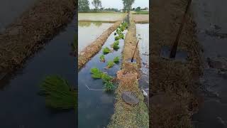 The process of transporting rice seedlings in artesian ditches [upl. by Snej428]