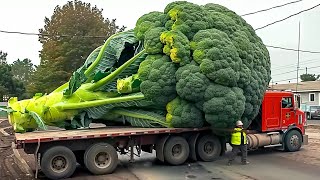 15 Biggest Fruits amp Vegetables Ever Created [upl. by Suiravat]