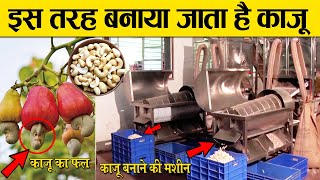 काजू कैसे बनता है   kaju kaise banta hai  How to make cashew nut [upl. by Dickinson]