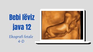 Eko fetale 4D java 12 e shtatzanise 12 weeks human embryo on 4D Ultrasound [upl. by Oryaj]