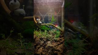 paludarium paludarium PALUDARIUM BUILD  BY RioGoTFiSh  Terrarium RGF [upl. by Droffig]