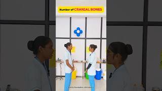 Let’s learn about CRANIAL BONES 🦴 with students of kshitij foundation chhindwara shorts nursing [upl. by Wolfgram]