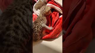 My kitty cat story🐱 pets animals cute ￼ [upl. by Sirak]