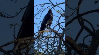 Raven in a tree sanfrancisco goldengatepark lake raven corvid urbanwildlife [upl. by Anirazc]