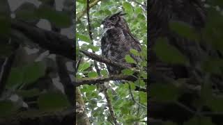 Sound up 😄 great horned owl hooting 💚 owls wildlife birds raptors wildvancouver hooting [upl. by Assyla]